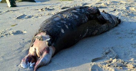 Martwe foki na polskich plażach. Widok mrozi krew w żyłach