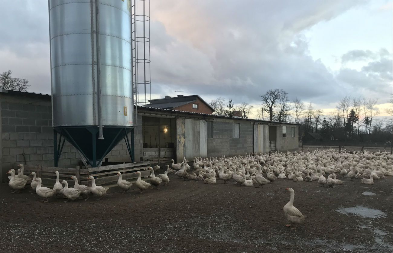 Część majątku rodziny młodej małżonki, pola po horyzont i gęsi 