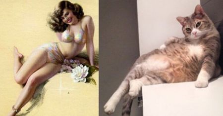 Nowa moda na Instagramie. Koty pozują jak pin-up girls