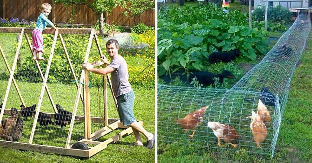 11 Ideas for Chicken Playpens. The Birds Will Be Happy