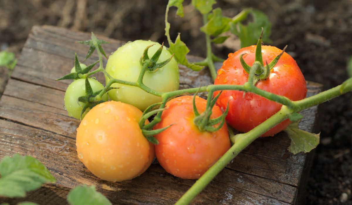 Ważne, by zebrać zielone pomidory, które już zaczęły zmieniać barwę - Pyszności; Fot. Adobe Stock