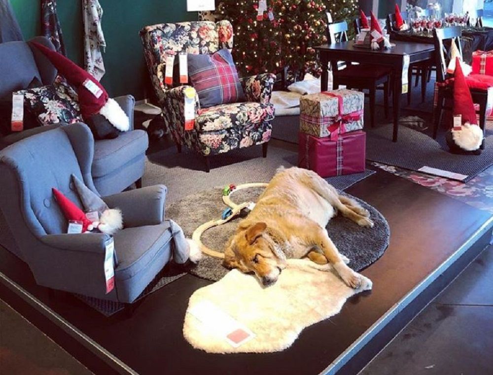 Odwiedzający sklep zobaczyli leżące na wystawach psy