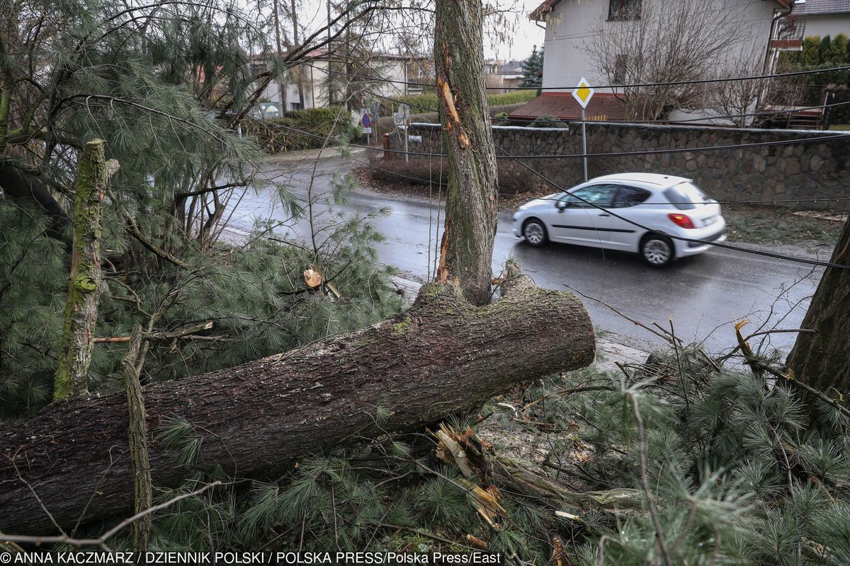 Wiatr w Polsce zrywał dachy, łamał drzewa oraz gałęzie. Minionej nocy strażacy interweniowali ponad tysiąc razy
