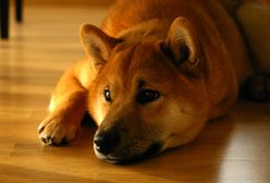 Parodia bitcoina warta ponad miliard dolarów. Kryptowaluty przeskoczyły Microsoft