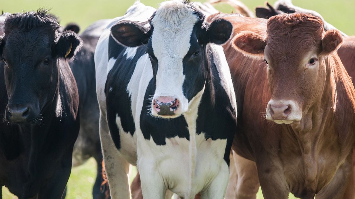 isis krowy irak terroryzm