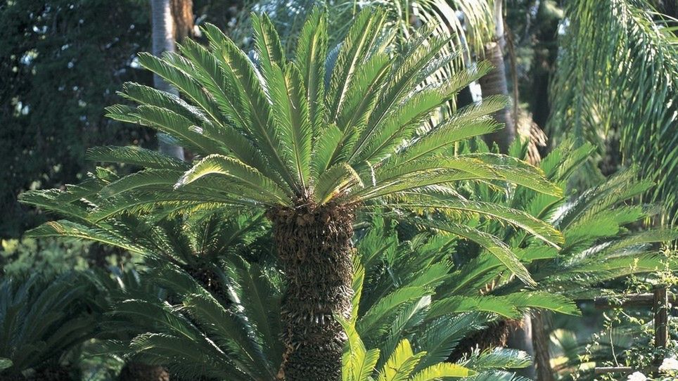 sagowiec odwinięty zmiany klimatyczne isle of wight wielka brytania