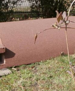 W Rybniku powstanie schronisko. Niezwykłe, bo dla jeży!