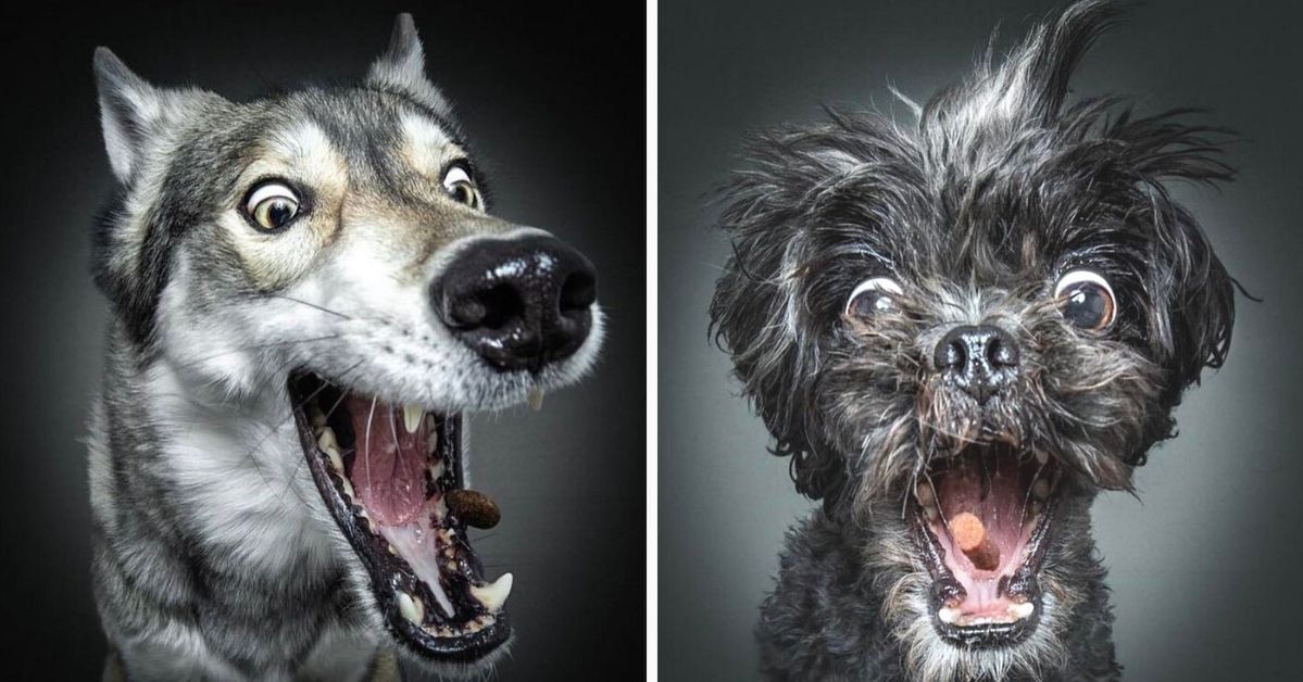 17 Amusing Photos of Dogs Catching Treats on the Fly