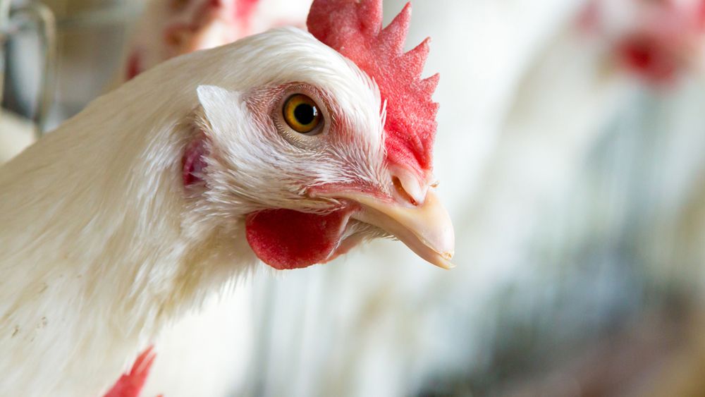 12 zł warta jest jedna padała kura w Topoli Osiedlu