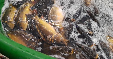 Tragiczne warunki żywych karpi w Carrefour. "One są półmartwe" - mówi ekspertka