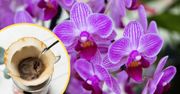 Poranną kawą podziel się ze storczykiem, a pojawi się wysyp kwiatów!