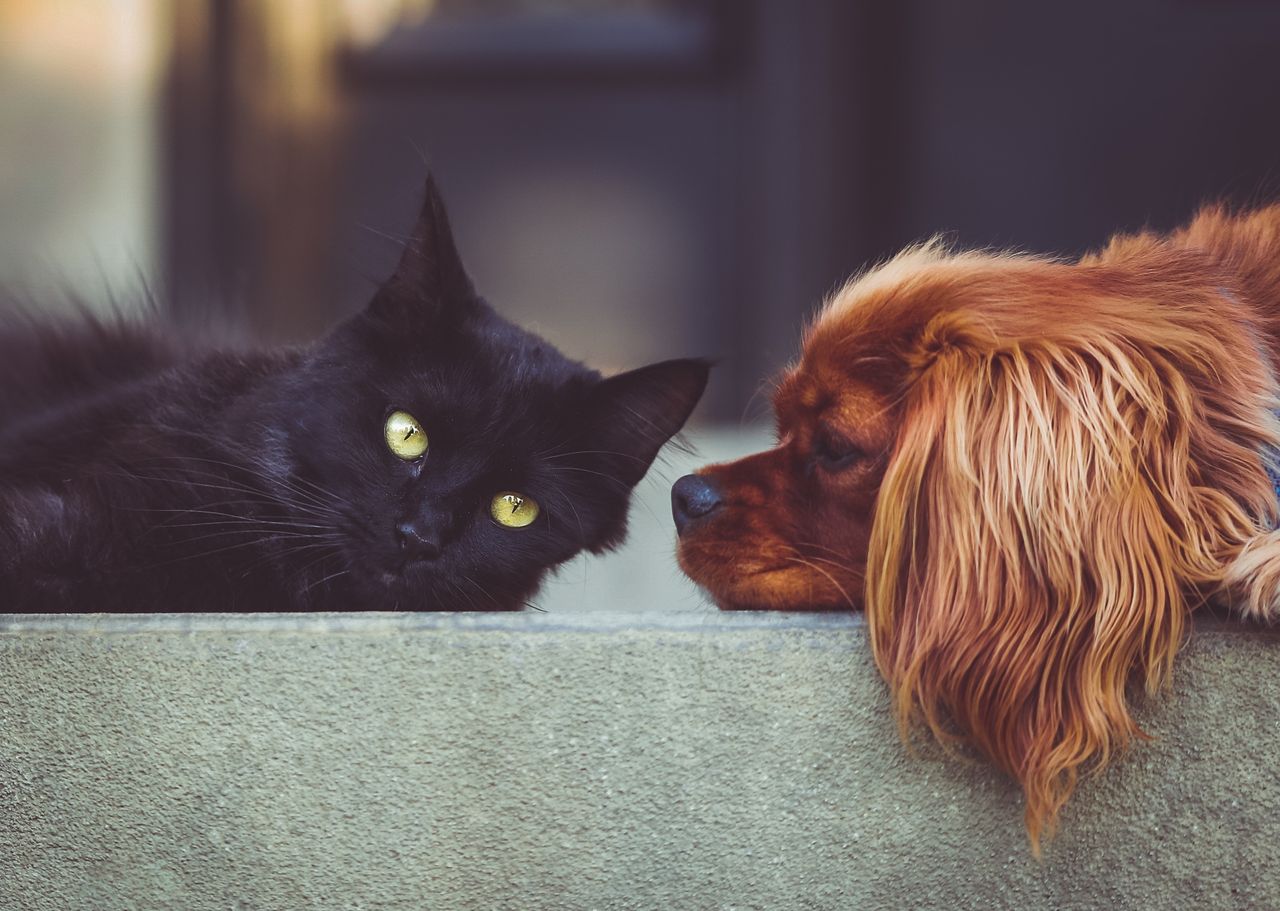 UOKiK ostrzega: karma dla psów i kotów ma inny skład niż na opakowaniu