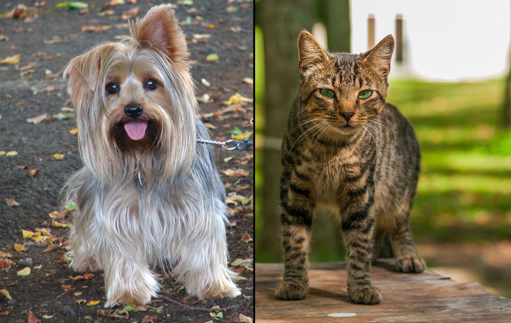 Czym różni się wychowanie psów i kotów?
