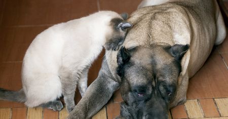 Pies czy kot? Zobacz, które zwierzę jest dla ciebie