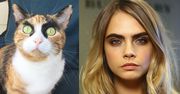 Kocie wcielenie Cary Delevingne. Spójrz na te brwi