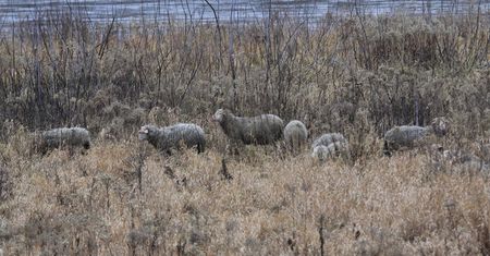 Owce i kozy zamieszkały nad Wisłą. Przed nimi nietypowe zadanie