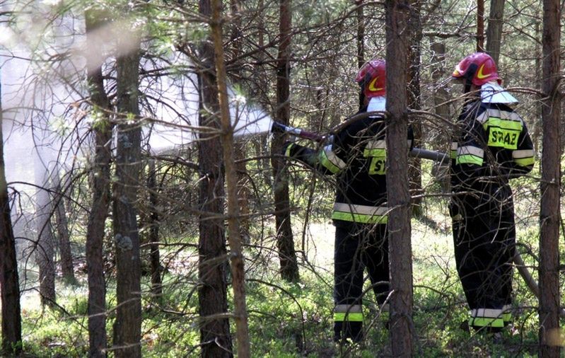 Węgliniec: ktoś podpala las. Wyznaczono nagrodę