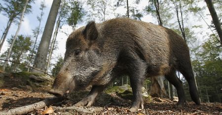 Ile kosztuje polski dzik w Belgii? To dowód, że nie stać nas na produkty z własnego kraju