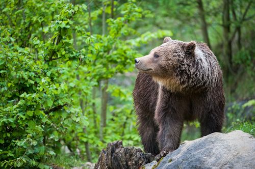 Niedźwiedzie brunatne z Puszczy Białowieskiej zostały wybite dokładnie 140 lat temu, ale jest szansa, że powrócą