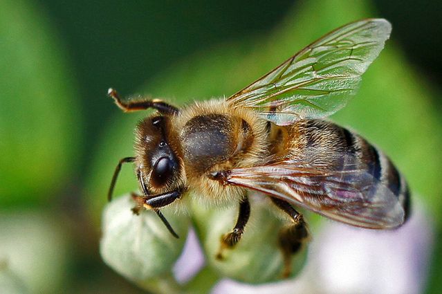 Użądleniom pszczół i os można zapobiegać.