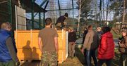 Lew z Gdańska pojechał do Francji. "Natura wzywa go do działania"