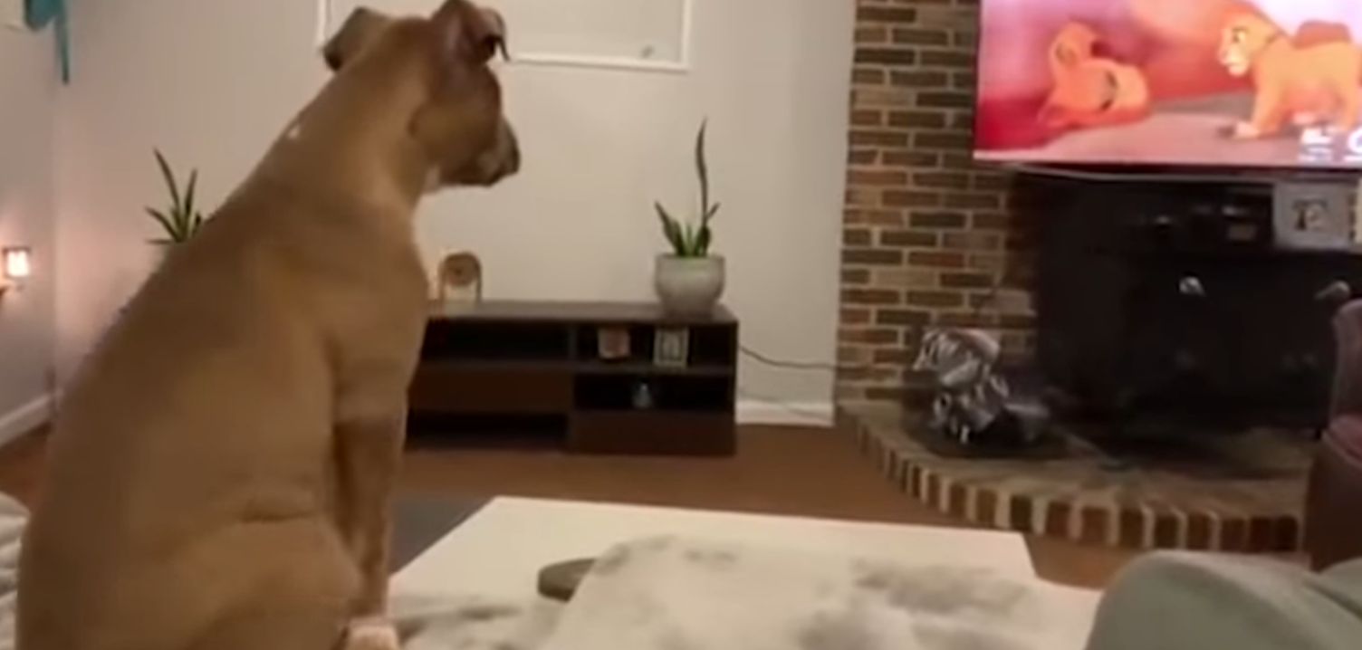 Wideo krąży po sieci jak wirus