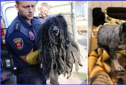 Łódź: potwornie zaniedbany pies. Miał skorupę z sierści