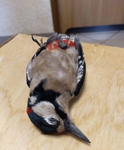 Martwe ptaki na chodnikach. "Oto efekt fajerwerków"