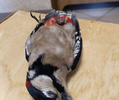 Martwe ptaki na chodnikach. "Oto efekt fajerwerków"