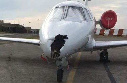 Ptak zderzył się z samolotem