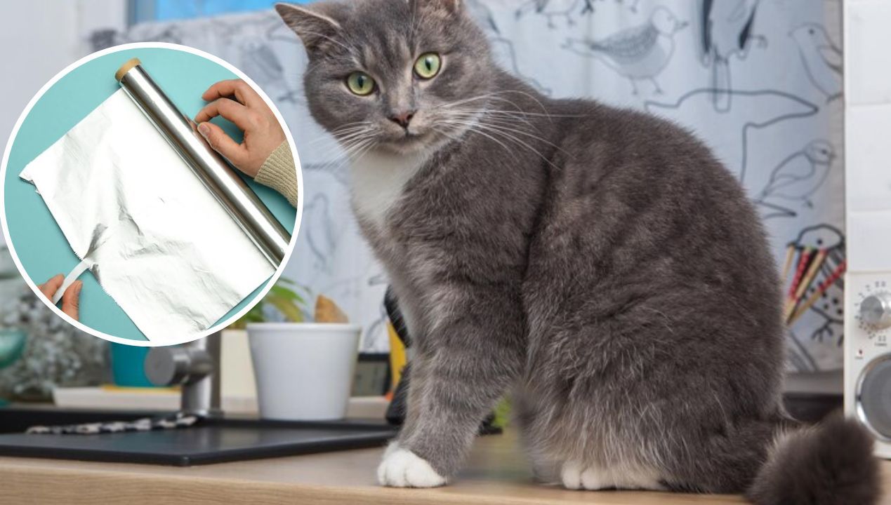 A Simple Trick to Discourage Your Cat from Climbing on Countertops and Tables