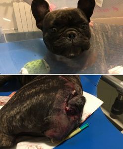 Skatowali psa "Bonia" w Dolince Służewieckiej. Właściciele szukają sprawców