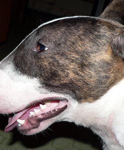 Opolskie. Pies pogryzł 3-latkę w twarz. Rzucił się do ataku podczas zabawy