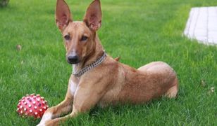 "Uber" dla psów. Aplikacja dla zapracowanych właścicieli czworonogów