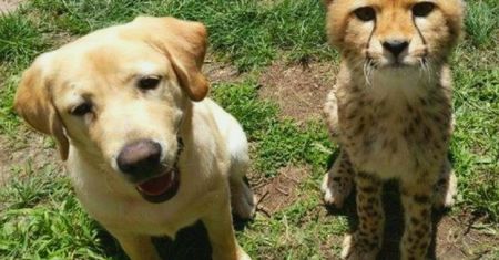 USA. Gepard zaprzyjaźnił się z psem, który pomaga mu się uspokajać