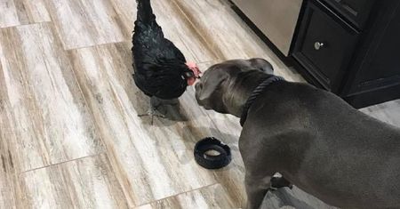 USA. Ślepa kura i pitbull zostali najlepszymi przyjaciółmi
