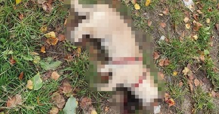 Łódź. Pies zabity przez auto policji. Radiowóz się nie zatrzymał