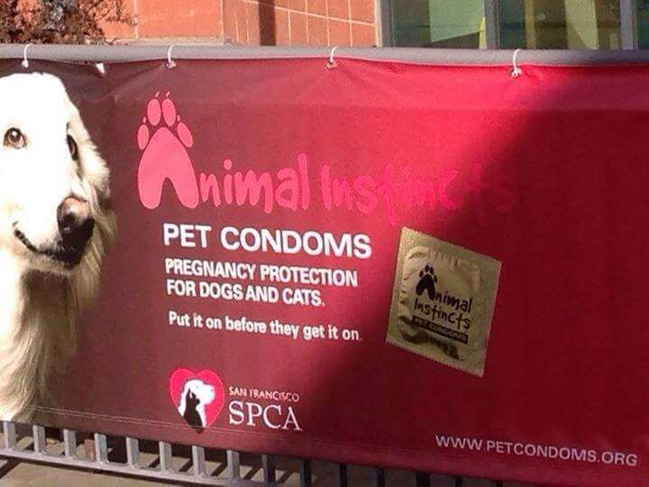 #aleocochodzi: Kondomy dla zwierząt