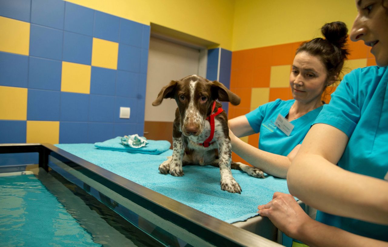 Skatowany pies Fijo szuka domu. Miał liczne złamania i porażenie łap