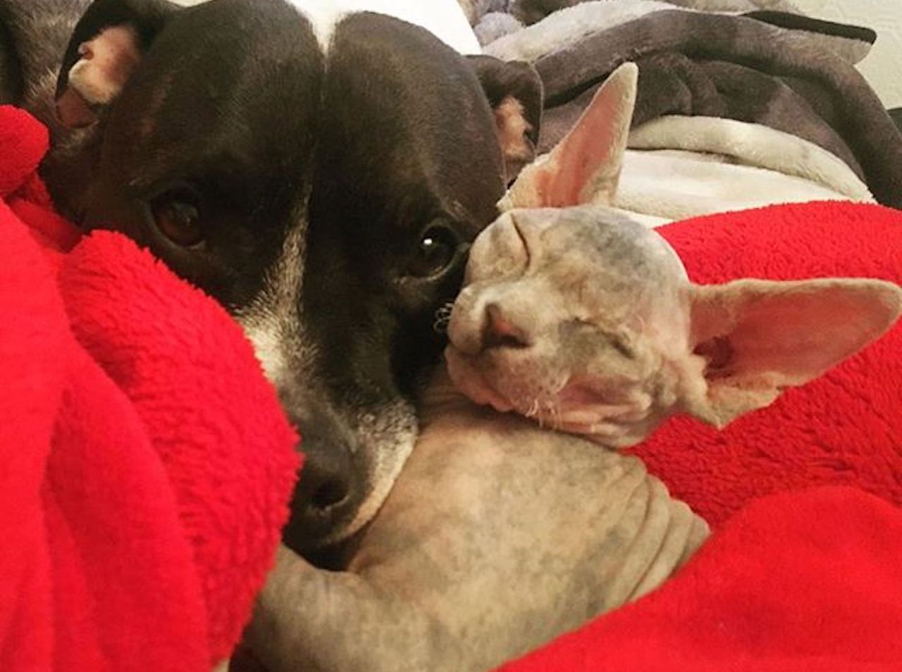 Jak pies z kotem czyli w zgodzie