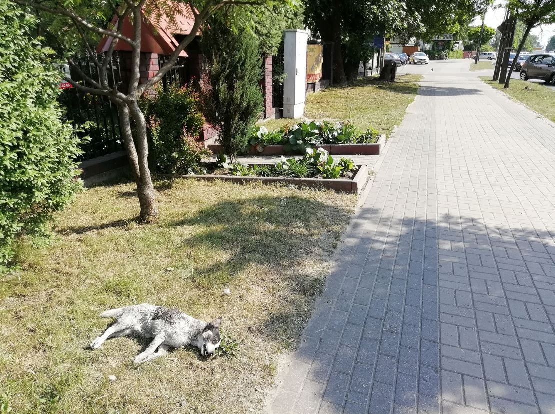 Radzymin: nikt nie chce uprzątnąć martwego psa. "Nawet skoszono wokół niego trawę"