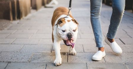 Jesteś właścicielem psa? Za to drobne przewinienie dostaniesz po kieszeni