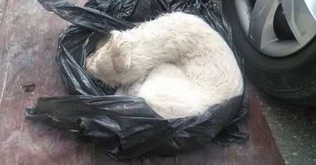 Porzucono ją w worku na śmieci. Cudem przeżyła
