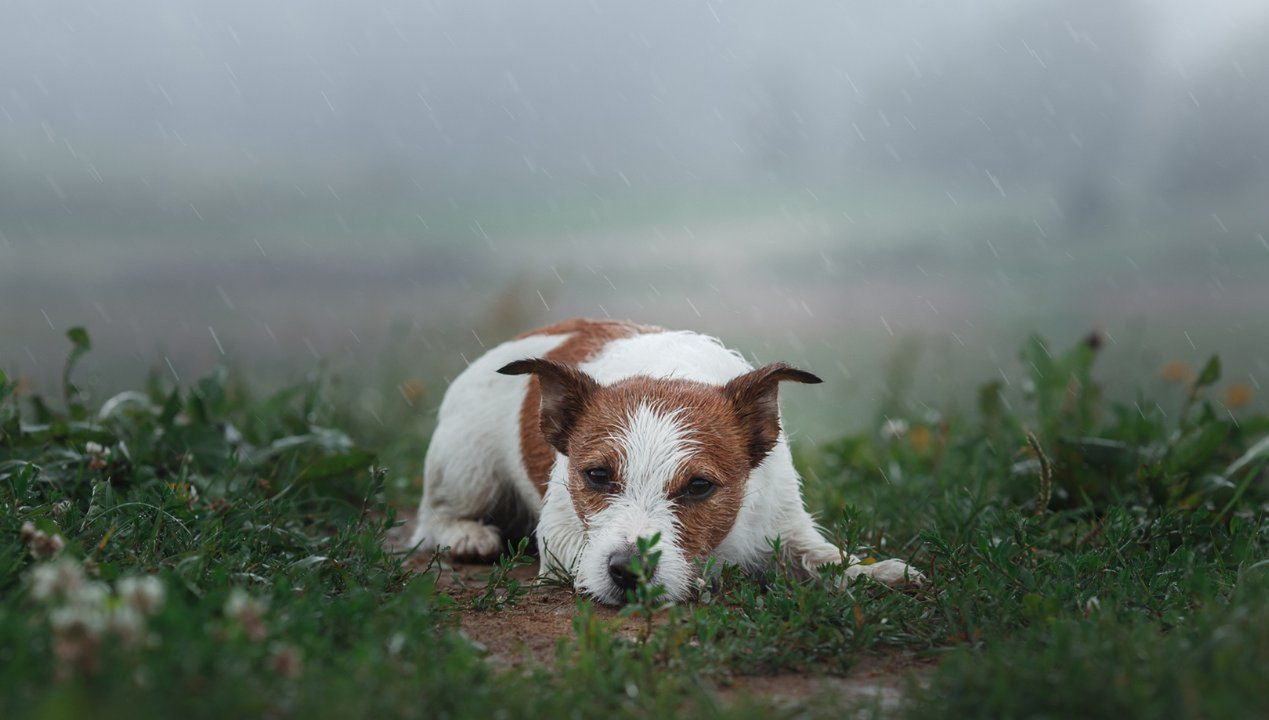 dźwięki, które słyszą tylko psy, fot. Gettyimages