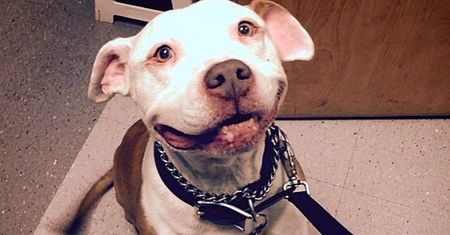 Ten pitbull nie może przestać się uśmiechać. Ma powód