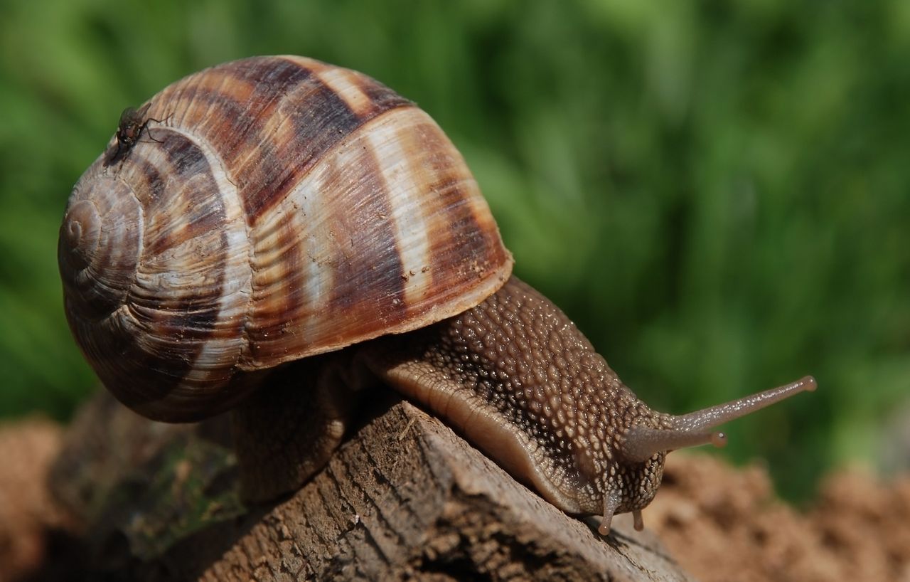 Skóra starzejąca się w ślimaczym tempie