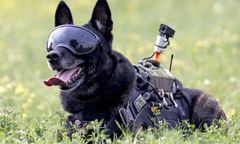 Rico łapie najgroźniejszych przestępców. Pierwszy pies antyterrorysta w Polsce