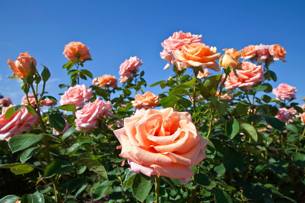 Czym nawozić róże? Fot. Getty Images