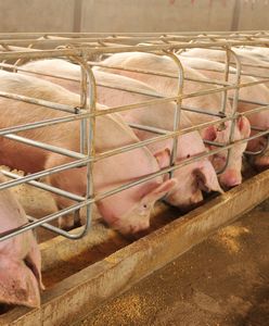 Czesi boją się ASF i wprowadzają obowiązkowe badania sprowadzanej z zagranicy wieprzowiny