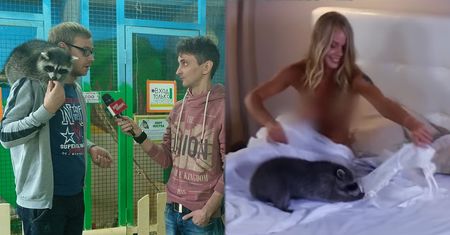 Erotyczny skandal z szopem rozbawił Rosjan